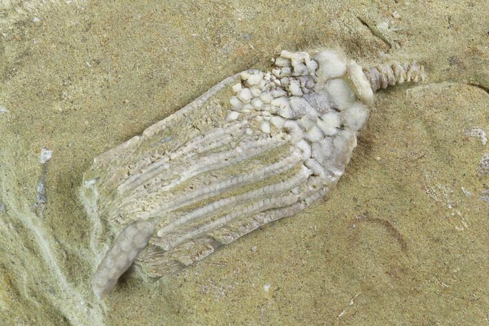 Bargain, Crinoid (Macrocrinus) Fossil - Crawfordsville, Indiana #94455